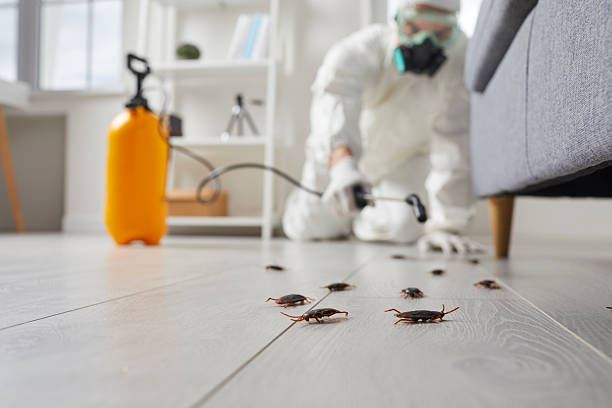 Commercial Rodent Management in Surf City